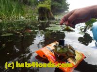 /home//u458753944/public_html/sourcegallery//////Frogs/Bullfrogs 2016-08 Ontario/P8140124.JPG